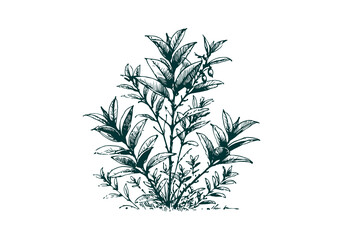 Rubber Plant hand drawn sketch vector illustration isolated