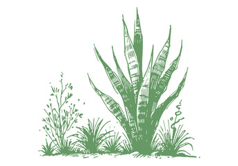 Snake Plant hand drawn sketch vector illustration isolated