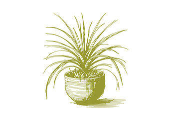 Spider Plant hand drawn sketch vector illustration isolated