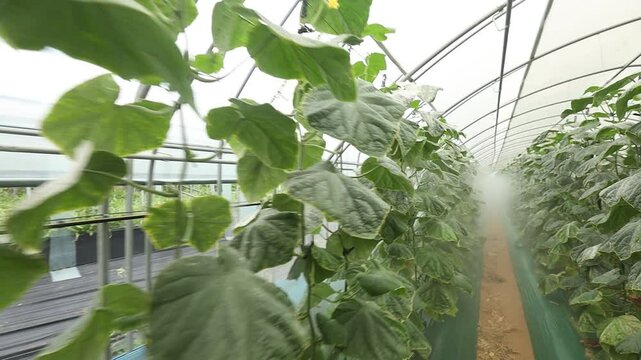 오이농장_무빙_1(비닐하우스+내부+온실+줄기+식물+농사+재배)