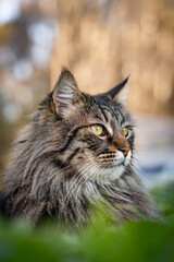 Siberian cat on the grass in the garden, male Siberian furry cat