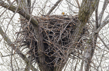 Eagle's nest with an eagle sitting in it.