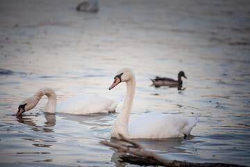 Selective blur on A flock of graceful swans drifts on the Danube River near Belgrade shore with Their serene presence and white plumage. Swans, or cygnus, are a white bird from European rivers.