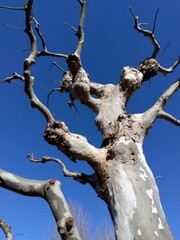 冬のプラタナスの枯れ木と青空