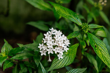 Close-up photo of white pentas flowers in bloom