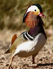 Mandarin Duck 
