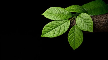 Botanical Serenity: Close-up of lush, vibrant green leaves, artfully arranged on a branch against a dark backdrop, evoking a sense of tranquility and natural beauty.