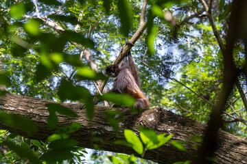 Spider monkey sitting on a tree brunch in a lush green tropical forest. Puerto Barilla monkey reserve, El Salvador.