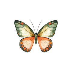 Fototapeta premium Elegant Butterfly: A Detailed Watercolor Illustration of a Pale Orange and Green Butterfly with Delicate Markings.&nbsp;