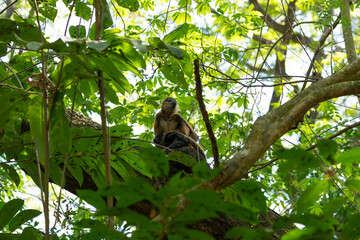 Spider monkey sitting on a tree brunch in a lush green tropical forest. Puerto Barilla monkey reserve, El Salvador.