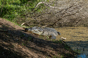 Large crocodile lying in the sunny spot by the swampy pond.