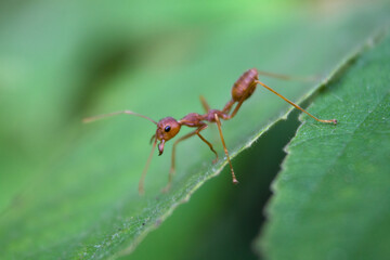 close up of weaver ants on a leaf