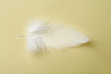 Beautiful fluffy feather on beige background, top view