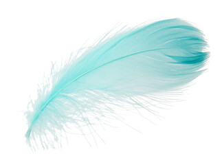 Fluffy light turquoise feather isolated on white