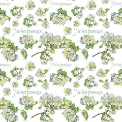 Seamless pattern watercolor branch with apple blossoms on white background. Spring aromatic flowers. Lush foliage for romantic celebration. Art for wedding invite or 8 March. Wallpaper wrapping