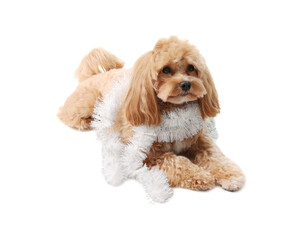 Cute dog with shiny tinsel on white background