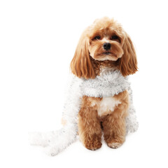 Cute dog with shiny tinsel on white background