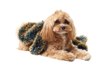 Cute dog with shiny tinsel on white background