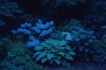 Obraz premium Blue Hydrangea Garden at Night
