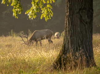 Bull Elk Grazes Below Large Tree