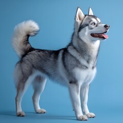 Fototapeta premium Siberian Husky Portrait