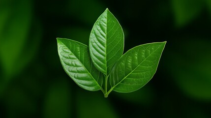 Trio of Green Leaves: Three vibrant green leaves, showcasing intricate textures and a healthy, lush appearance, create a sense of freshness and natural beauty. 
