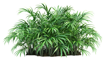 Fototapeta premium Lush green foliage of umbrella plant on transparent background