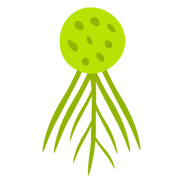 Chytridiomycota