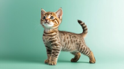 Obraz premium Playful Bengal Kitten on Aqua Background