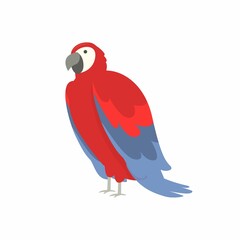 red parrot on white background