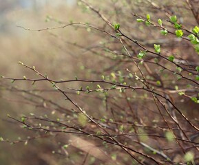 close-up of thin branches with small green buds and leaves starting to sprout, blurred background. spring, renewal of life in nature, gardening, seasonal change, early stages of plant growth concept.