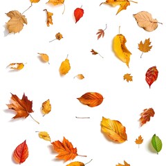 Obraz premium Different autumn leaves falling isolated on white background