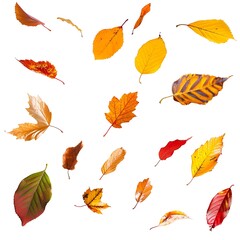 Different autumn leaves falling isolated on white background