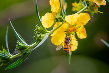 macro photo of a bee on a yellow flower