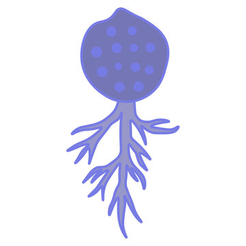 Chytridiomycota