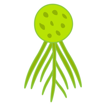 Chytridiomycota