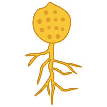 Chytridiomycota 