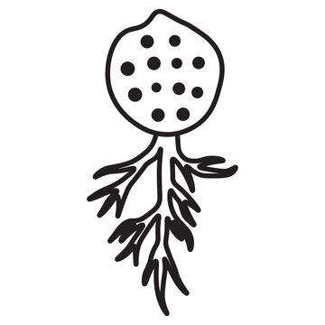Chytridiomycota line icon