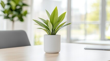 Fototapeta premium Office plant on desk near window
