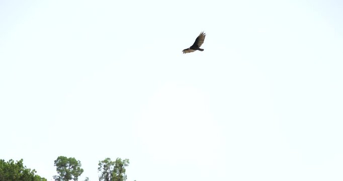 Turkey Vulture Gliding