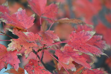 red and yellow autumn leaves
