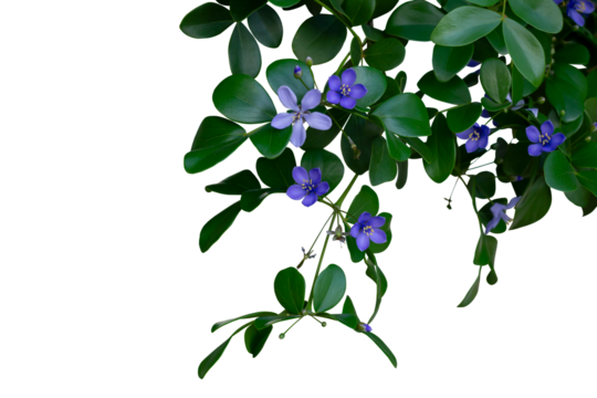 Purple flower of Lignum vitae, Guaiac wood, Roughbark lignum vitae or Guaiacum officinale type ten leaf blooming in the garden isolated on white background included clipping patn. Is a Thai herb.