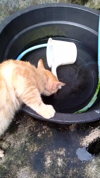 This is a video of a cat drinking water in a black tub, suitable for animal video content, animal lovers, animal world, house cats, pets