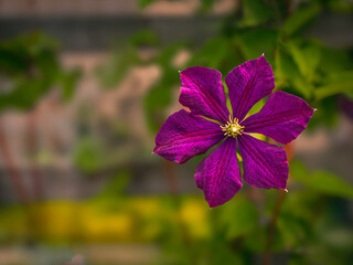  Close-up shot of looming single purple clematis flower on green leaves background in summer garden...