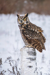 Great Horned Owl perched in winter, snowy blurred background