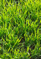Obraz premium lush green wheat crop field, green grass, relaxing nature agriculture framing 