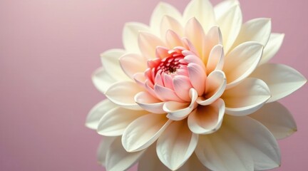 Fototapeta premium Delicate Cream and Pink Dahlia Blossom on Soft Pink Background, a Stunning Floral Close-Up Displaying Intricate Petal Details