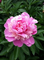 One single pink peony with a heart in the center and raindrop on a petal surrounded by green leaves. Paeony. Paeonia. Summer season.