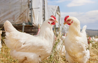 Nature, sustainable and chicken by grass on farm for free range eggs in countryside for agriculture. Animal, outdoor and birds for poultry with natural growth for live stock industry on ranch.
