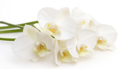 Stunning White Orchids Blooming in Profusion Against Light Background Graceful and Elegant : Generative AI